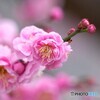 高潔