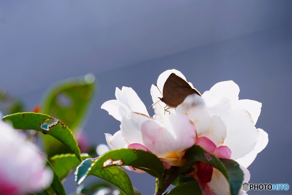 山茶花にムラサキシジミ