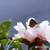 山茶花にムラサキシジミ