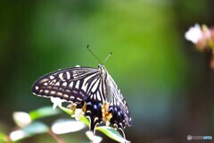 抱え込み