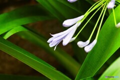 まだ見かけた花
