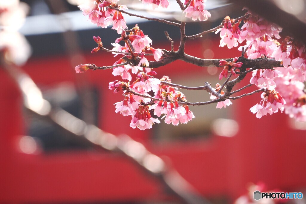 弥生の桜～xxii