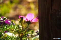 初冬に咲く秋桜