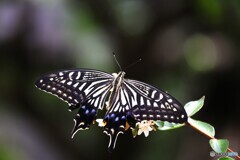 全開、アゲハ