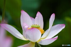 堀之内公園の大賀蓮～ⅱ