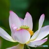 堀之内公園の大賀蓮～ⅱ