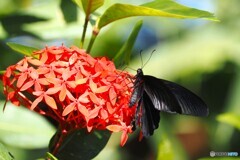 ２０２６初生物園～ⅵ