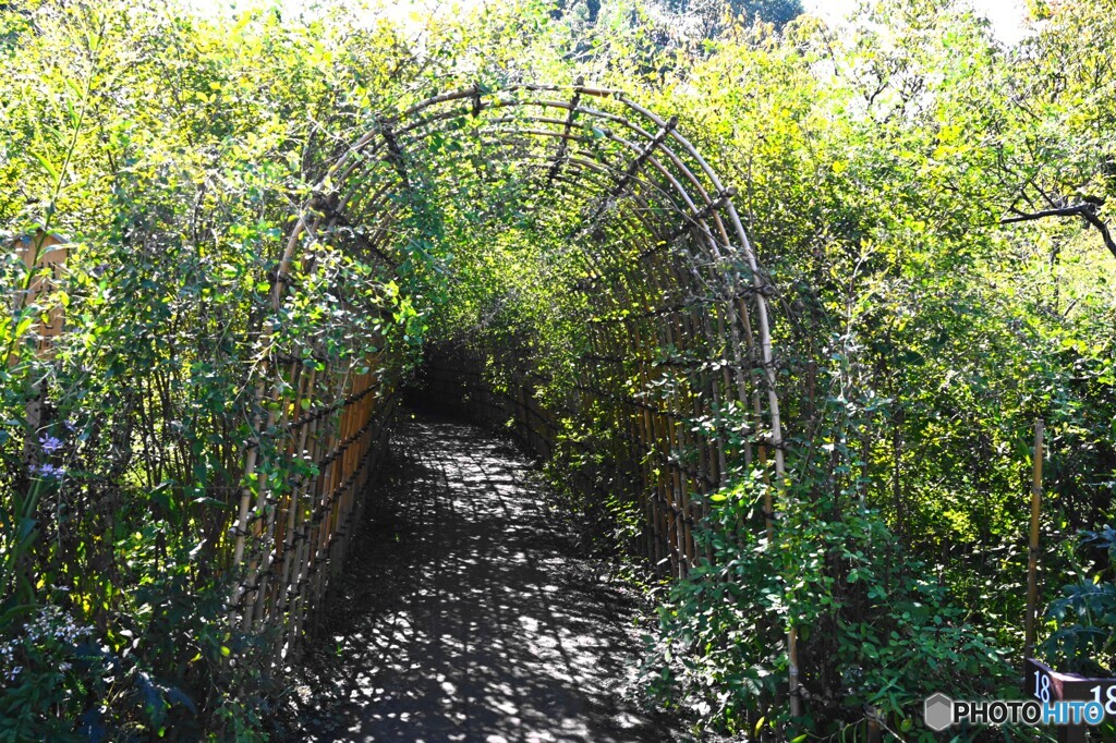 向島百花園～ⅶ