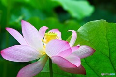 雨中の大賀蓮～Ⅲ