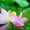 雨中の大賀蓮～Ⅲ