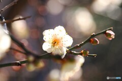 氏神様の白梅