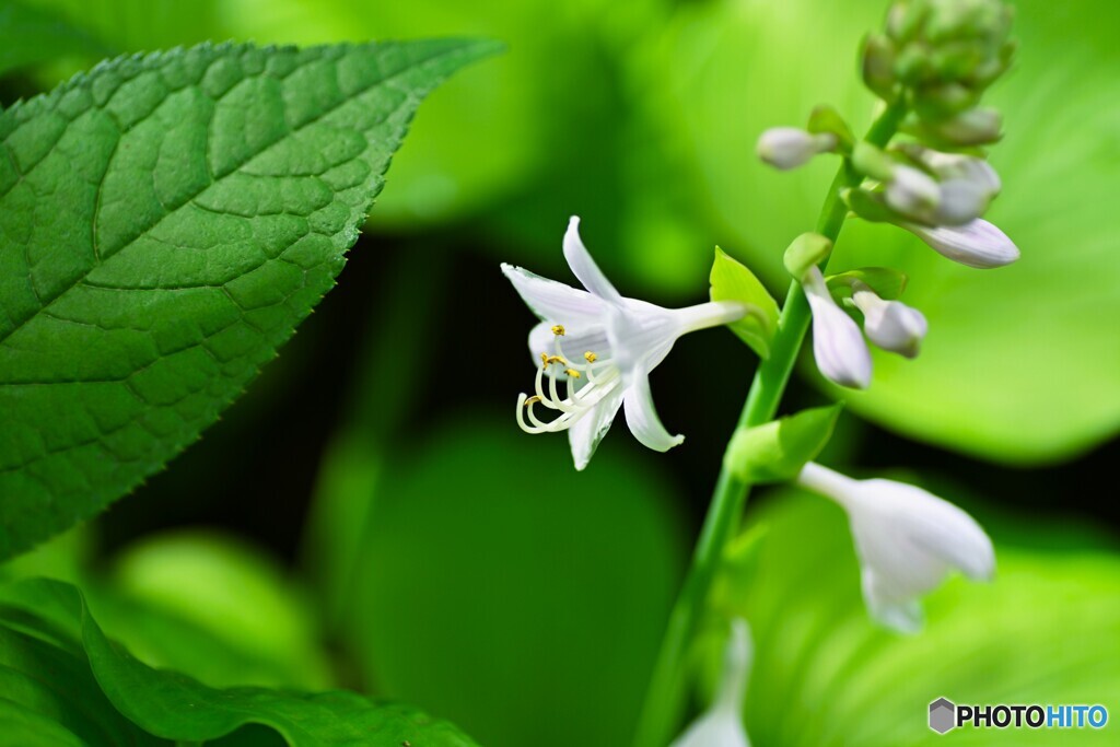 向島百花園～ⅶ