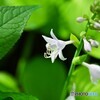 向島百花園～ⅶ