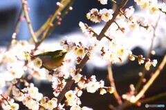 梅ジロー～ⅱ