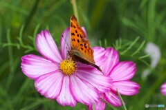 アンデルセン公園～ⅳ