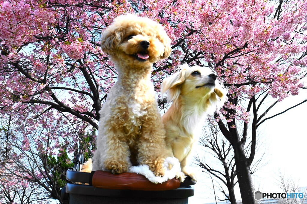 如月の桜～ⅺ