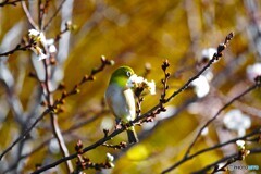 冬桜とメジロ