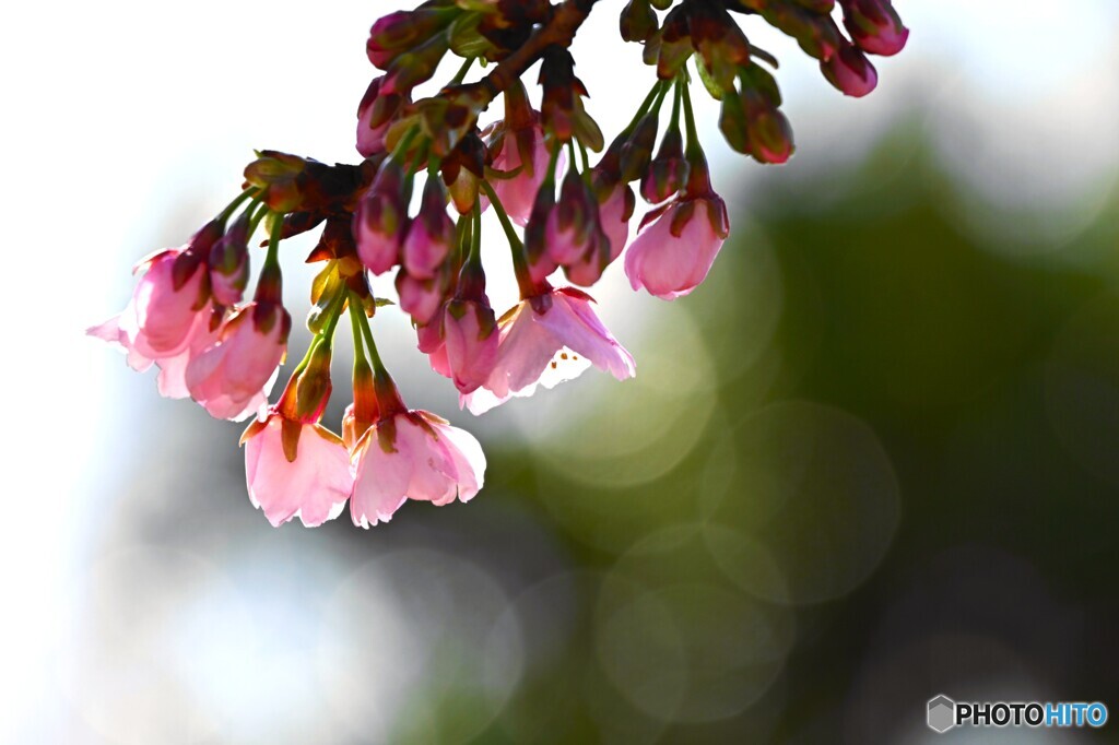 汐入大寒桜