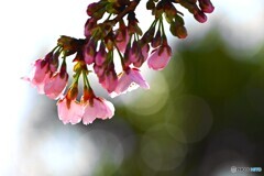 汐入大寒桜