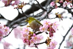 河津桜のサクジロー