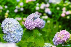 梅雨時の華～ⅷ