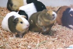 夏休み中の生物園～xⅹ