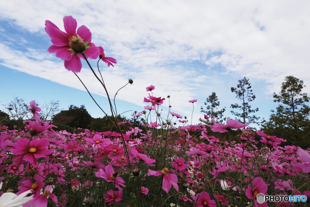 アンデルセン公園～xxi