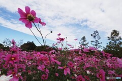 アンデルセン公園～xxi