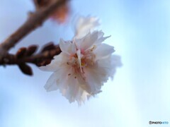 冬桜