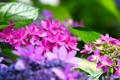 旬の華～③