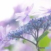 雨上がり～ⅴ