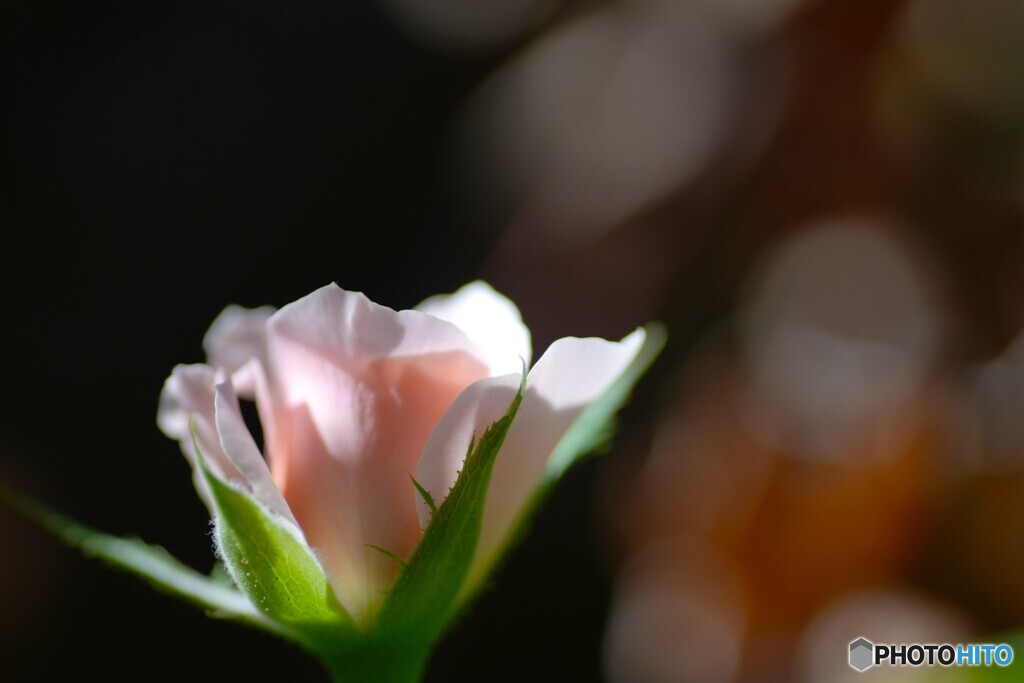 晩夏のバラ
