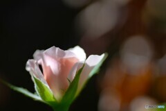 晩夏のバラ