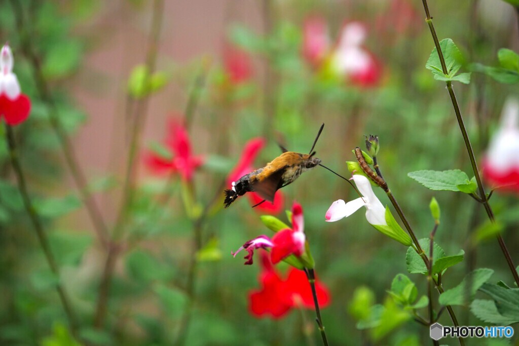 燃える思いのホシホージャク