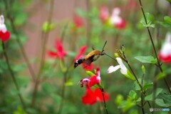 燃える思いのホシホージャク