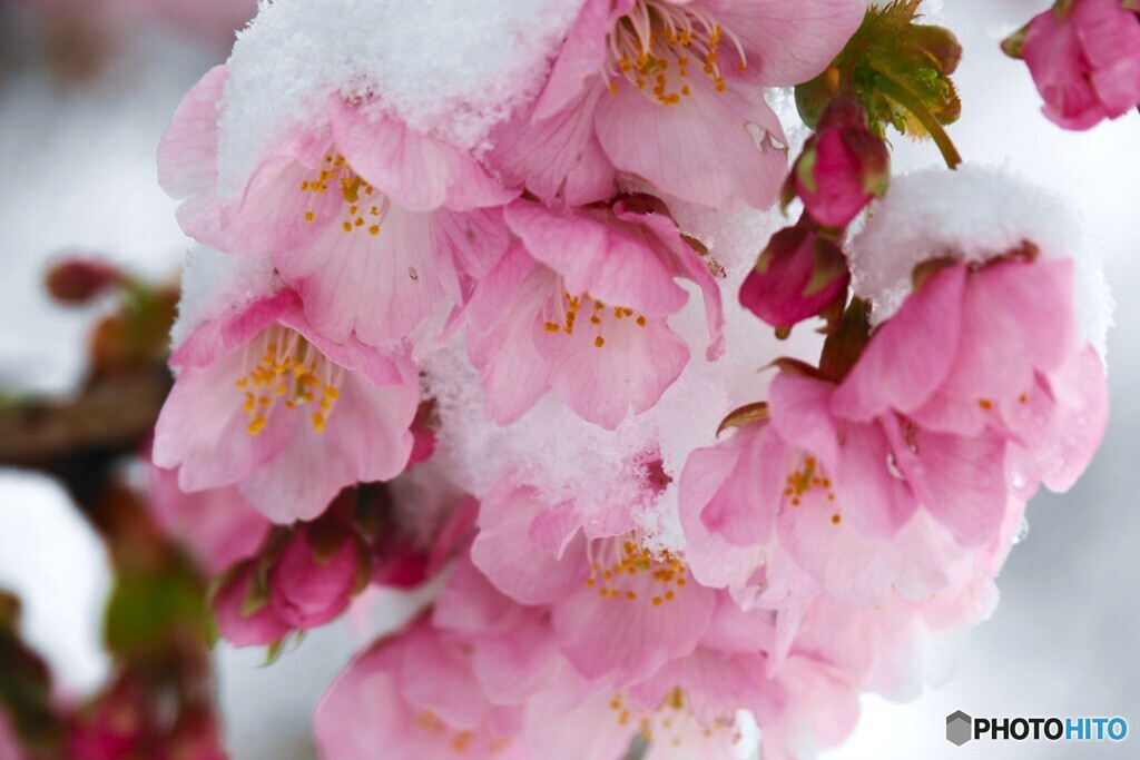雪の投票日～ⅲ