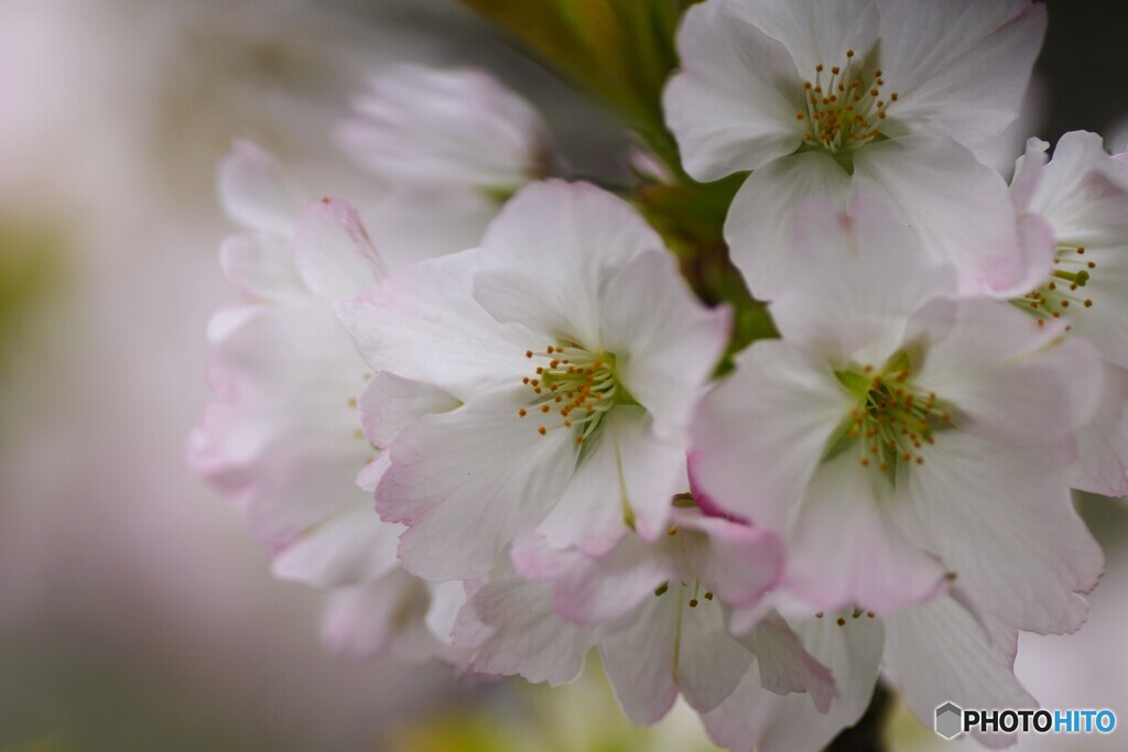 卯月の桜～ⅳ