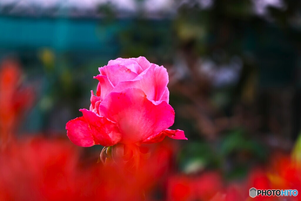 昨年末の薔薇