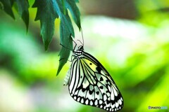 夏の生物園～⑩