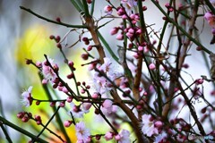 春への輝き～ⅱ