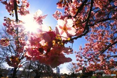 スカイツリーを隠して