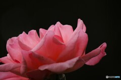 公園で見たピンクの薔薇