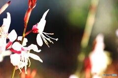冬の白蝶草