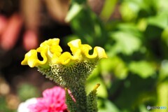 黄色の鶏頭