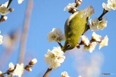 昨日のウメジロー達～ⅱ