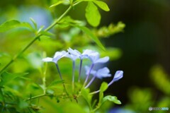 ひそかな情熱