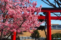 オカメ桜～①