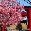 オカメ桜～①