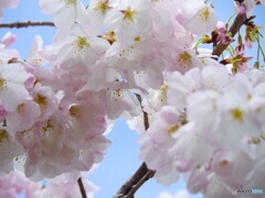 汐入江戸彼岸～ⅱ