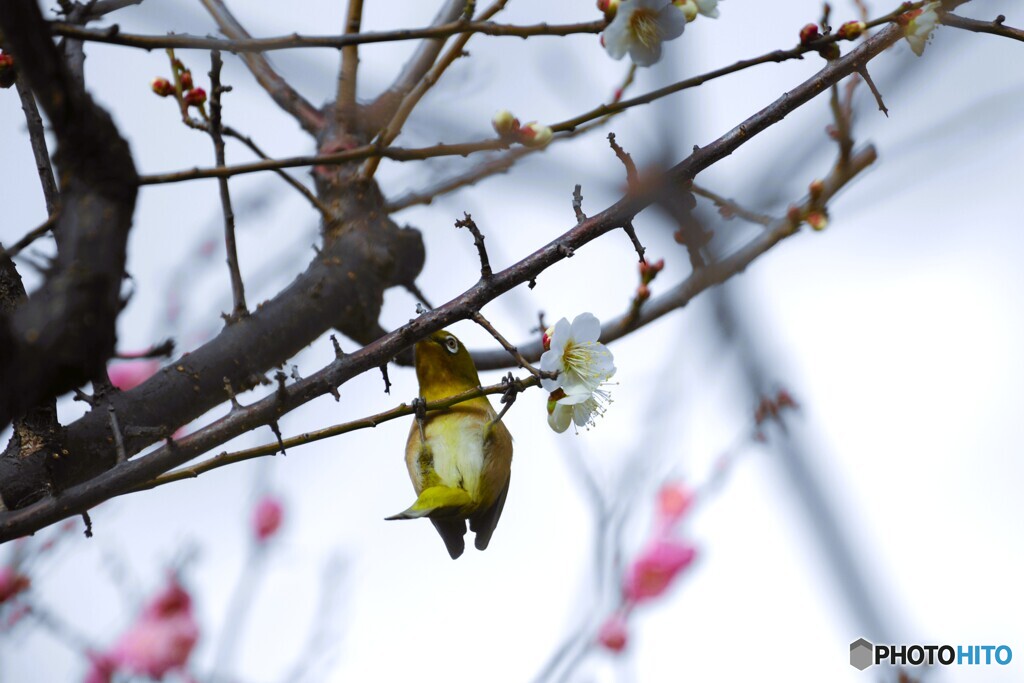 ウメジロー尽くし～④